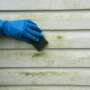Preventing Algae from Growing on Your Exterior Siding