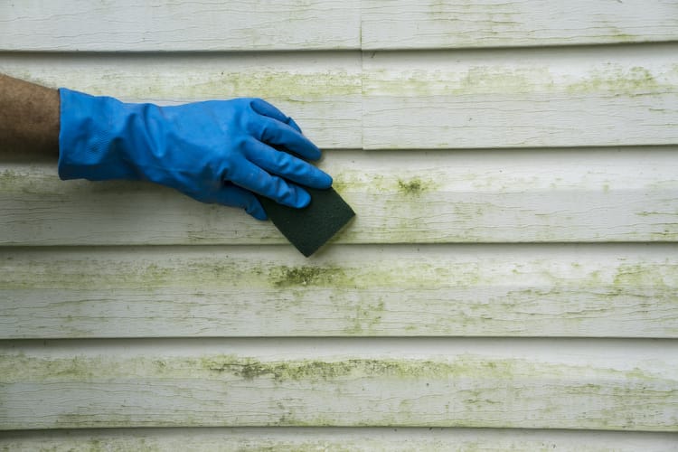Preventing Algae from growing on your exterior siding